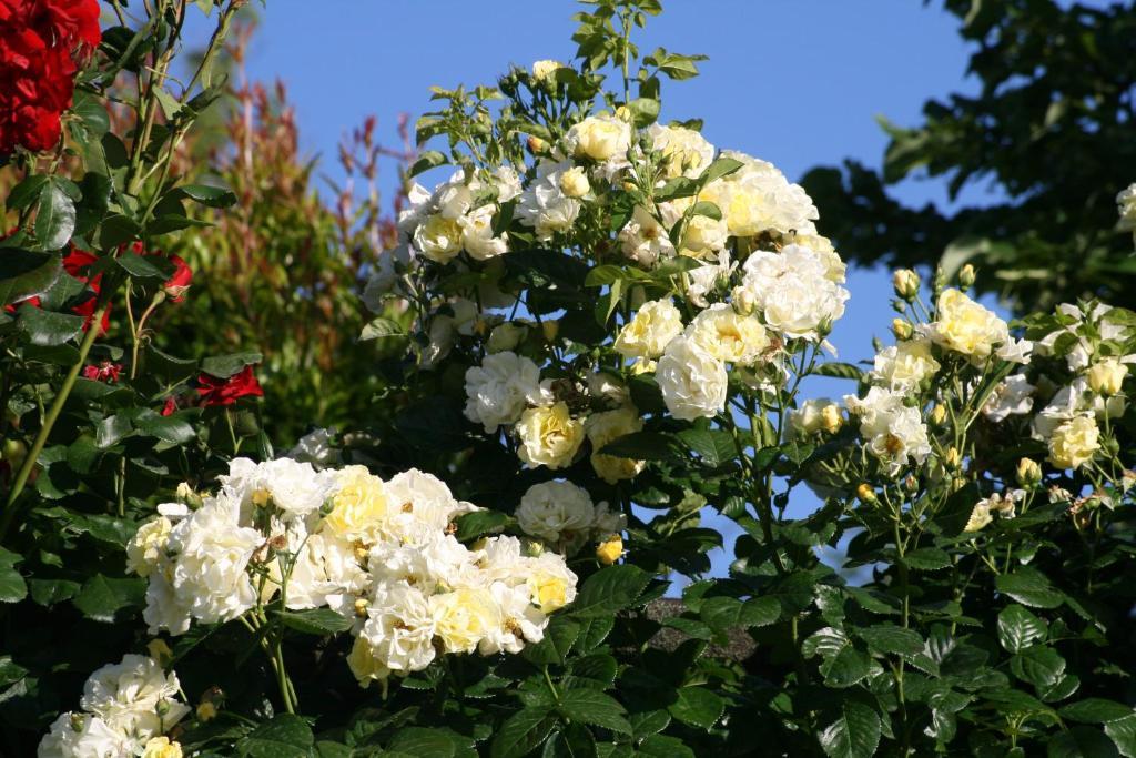 산레자로디사베나 Locanda Castel De Britti 게스트하우스 외부 사진